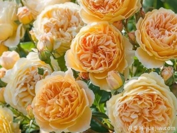 大花香水月季的养护方法，分享10种花香飘满屋