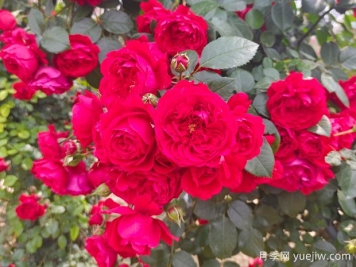 6款红色系的藤本月季品种，适合打造网红花墙