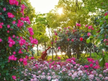 上海前滩休闲公园，月季花海盛景等你赏