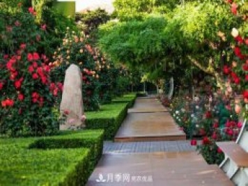 秦皇岛适合养月季花，市花和市树是什么